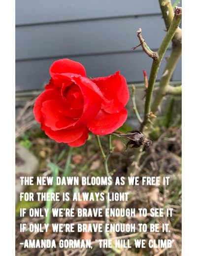 Picture of winter-blooming rose with quote from Amanda Gorman's poem "The Hill We Climb."