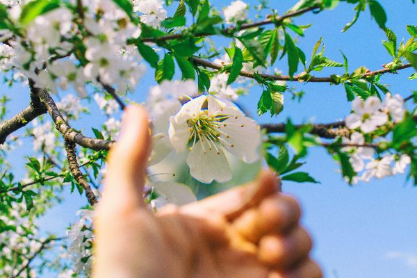 zoom in, here on a cherry blossom but in your life, on a situation or problem.