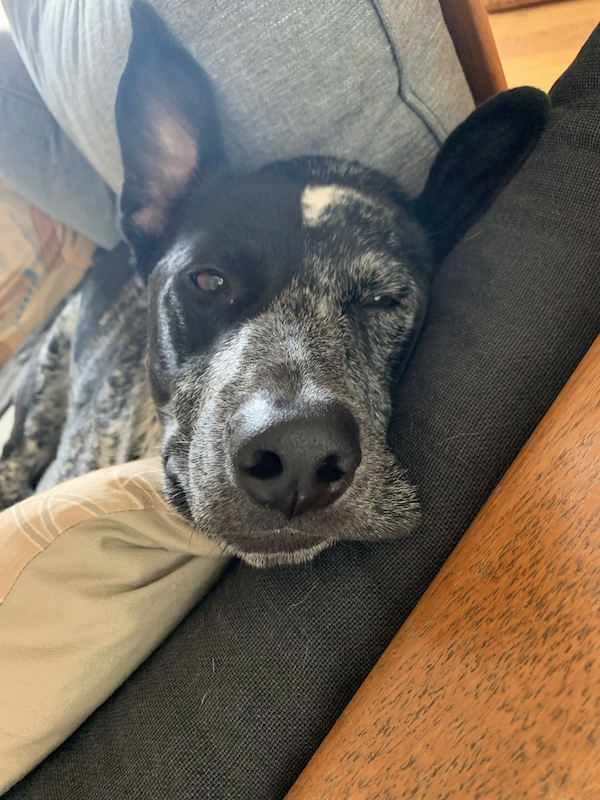 Black and white dog named Astro relaxing on a pillow.