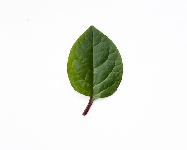 Single green leaf on white background