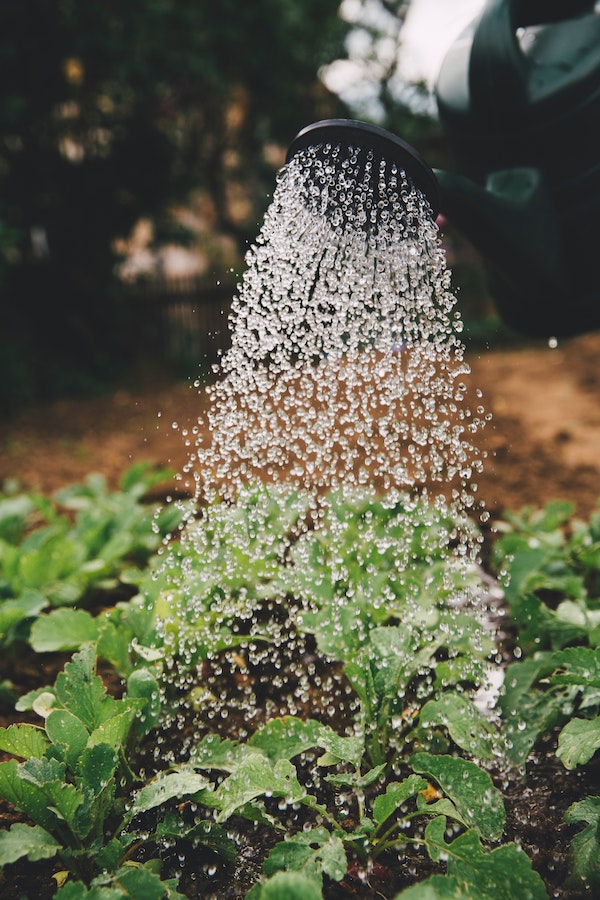 Watering can showing droplets showering water on a plant below.