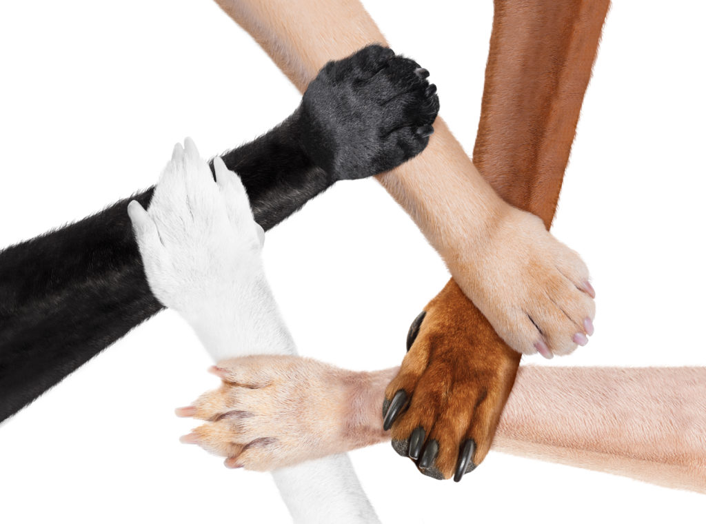 five paws like in  a multicultural team  circle shaking hands, isolated on white background